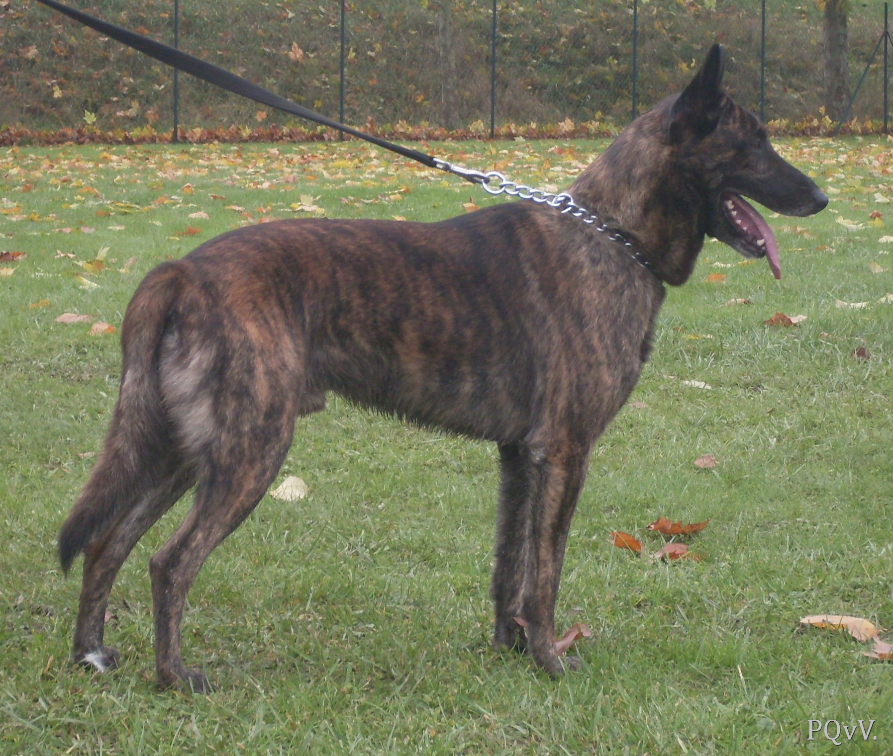  Darwin of Saint John’s